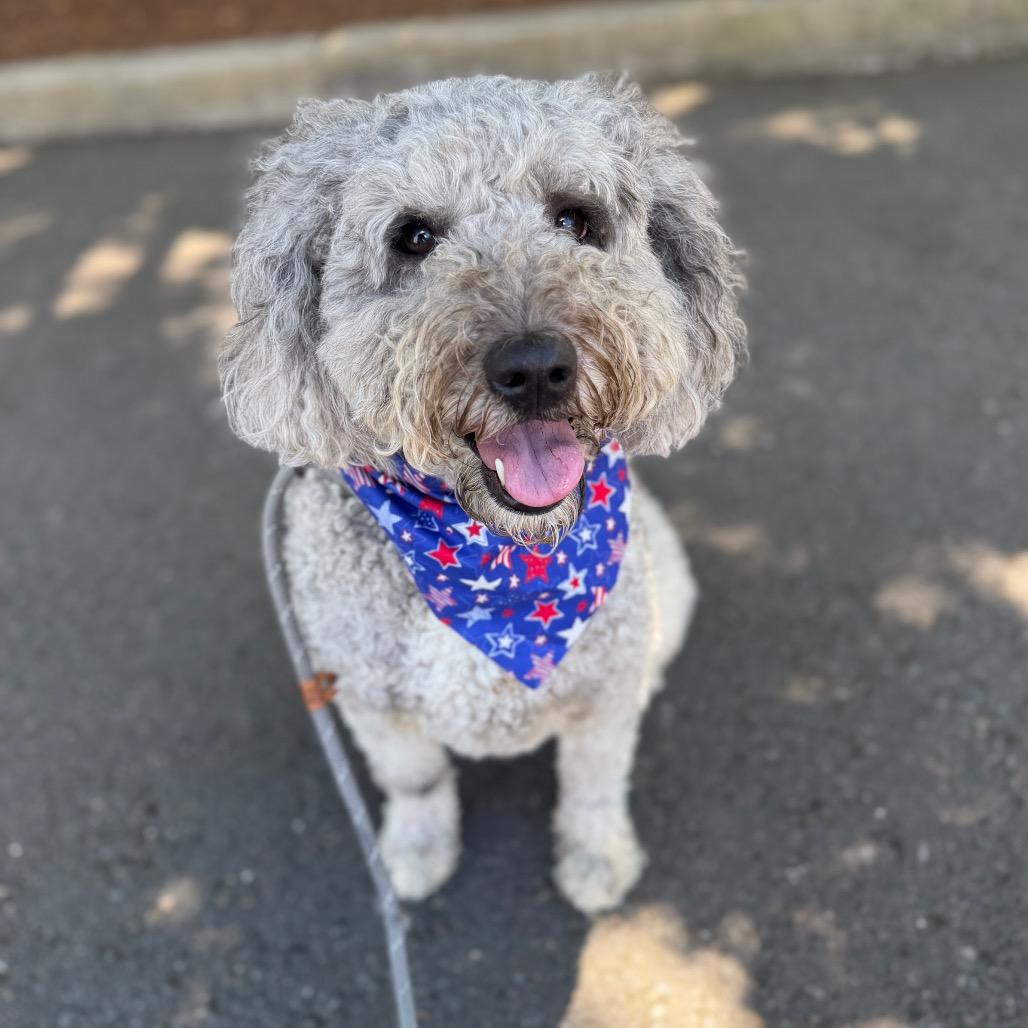Ryder, a Adoptable mixed breed in Newberg, OR image 2/6