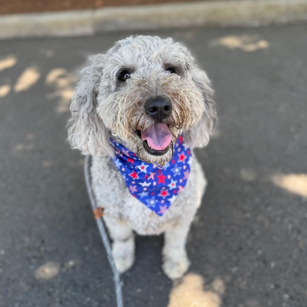 Ryder, a Adoptable mixed breed in Newberg, OR image 3/6