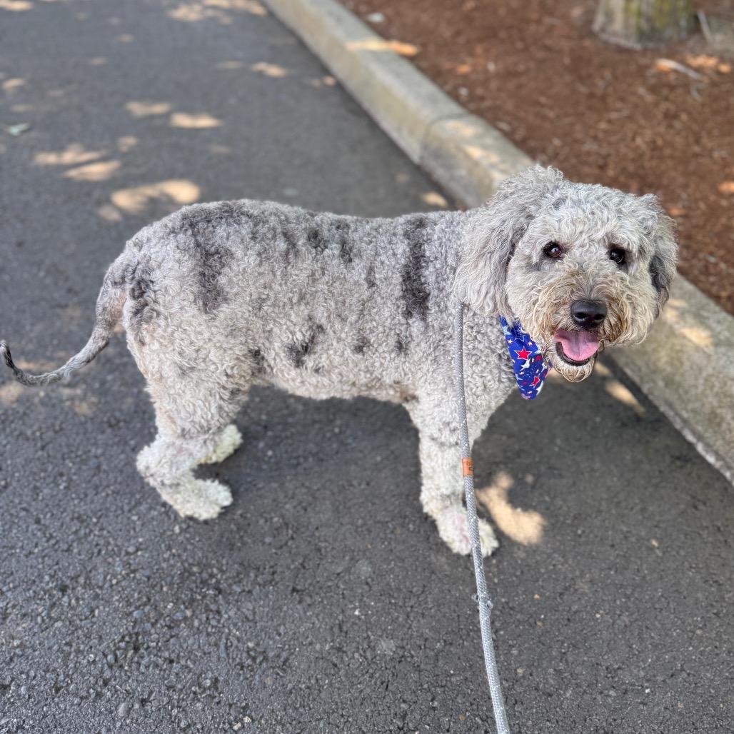 Ryder, a Adoptable mixed breed in Newberg, OR image 5/6