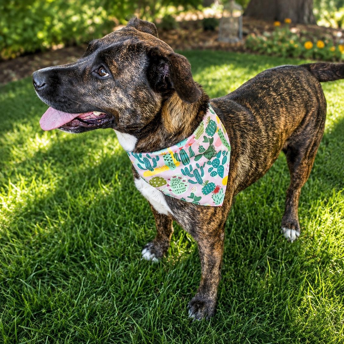 Enlarge Sophie - Affectionate, Cuddle, Loving Girl, Great w/ Dogs & Kids. Fosterered W Roxbury, MA, a Adoptable mixed breed in Newport, NH image 3/6