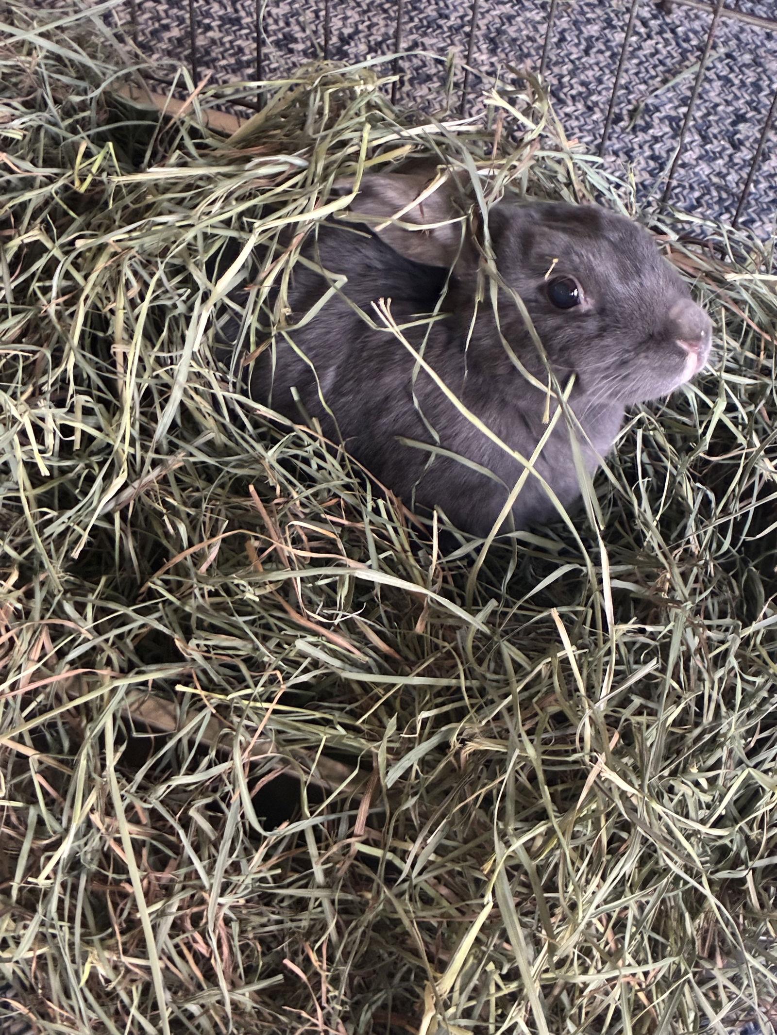 Starling, a Adoptable Bunny Rabbit in Queen Creek, AZ image 1/3