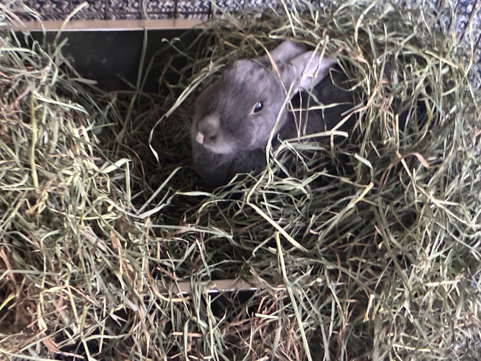 Starling, a Adoptable Bunny Rabbit in Queen Creek, AZ image 2/3