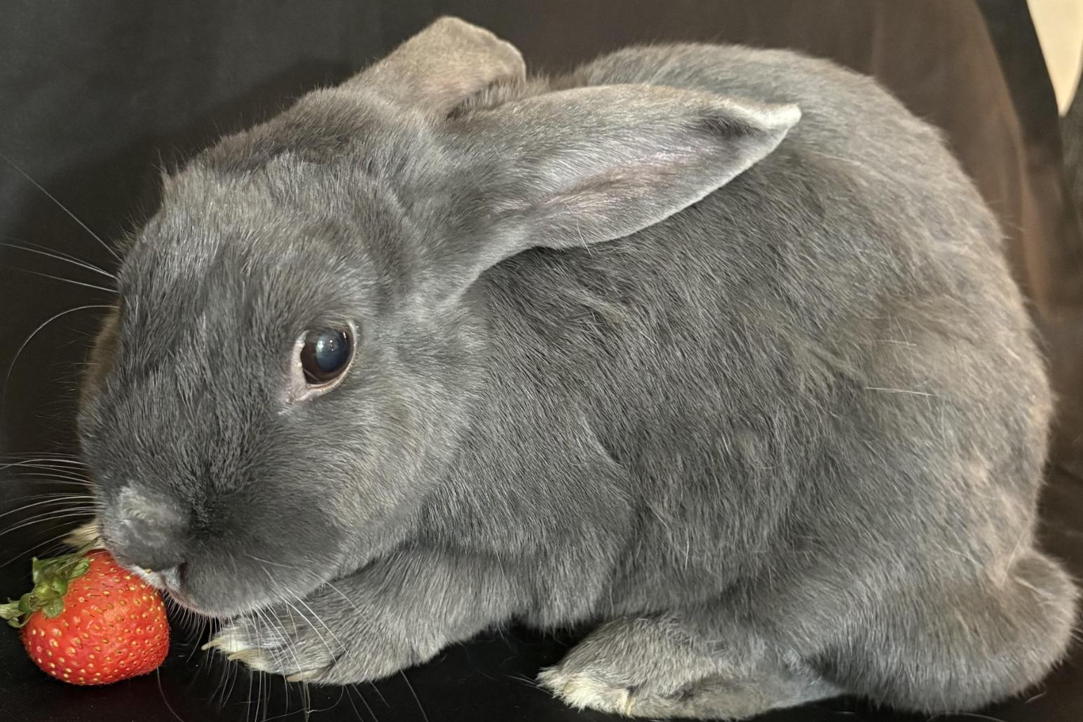 Starling, Adoptable, Senior Female Bunny Rabbit.