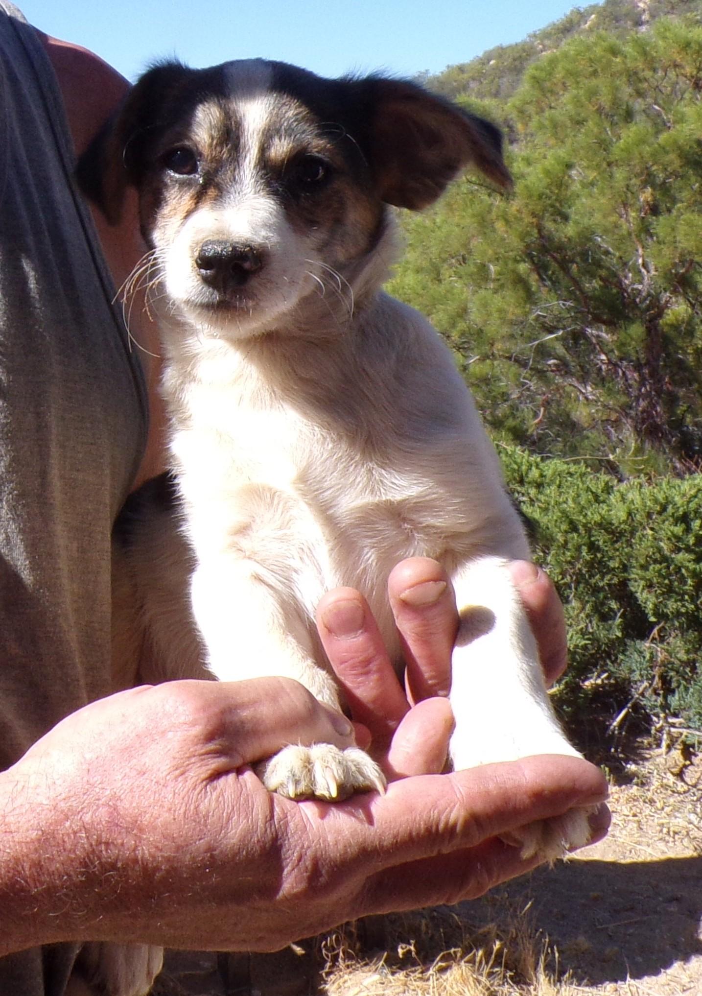 Enlarge JACK, a ADOPTABLE mixed breed in Corona, CA image 2/3