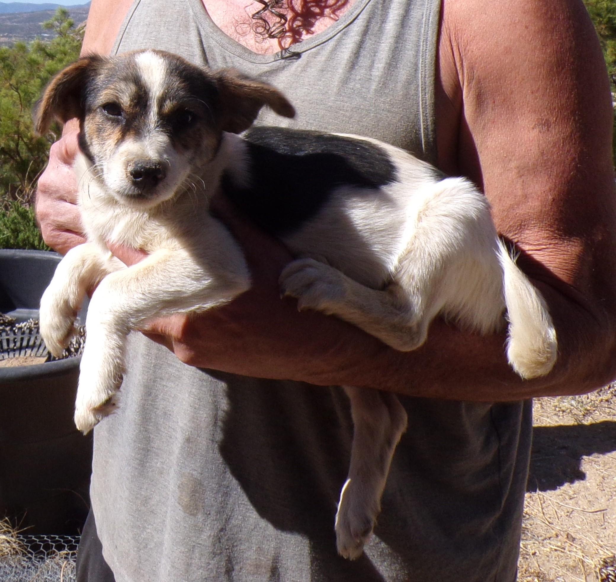 Enlarge JACK, a ADOPTABLE mixed breed in Corona, CA image 1/3