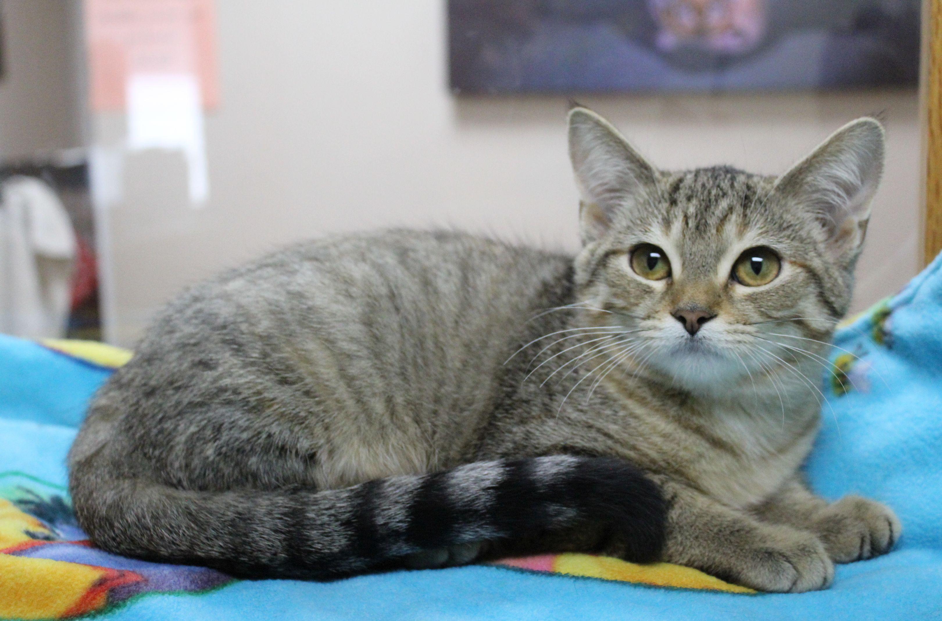 Rainbow, Adoptable, Kitten Female Domestic Short Hair.