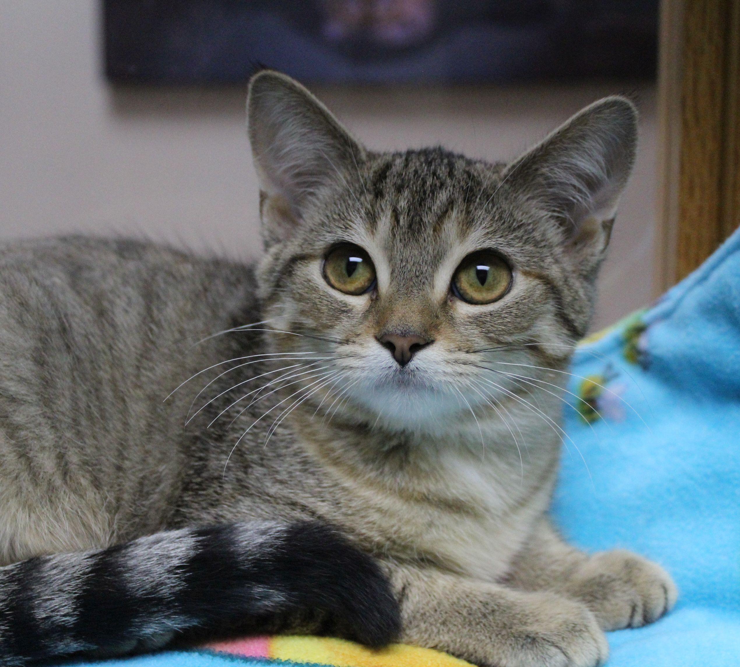 Enlarge Rainbow, a Adoptable Domestic Short Hair in Portage, WI image 2/3