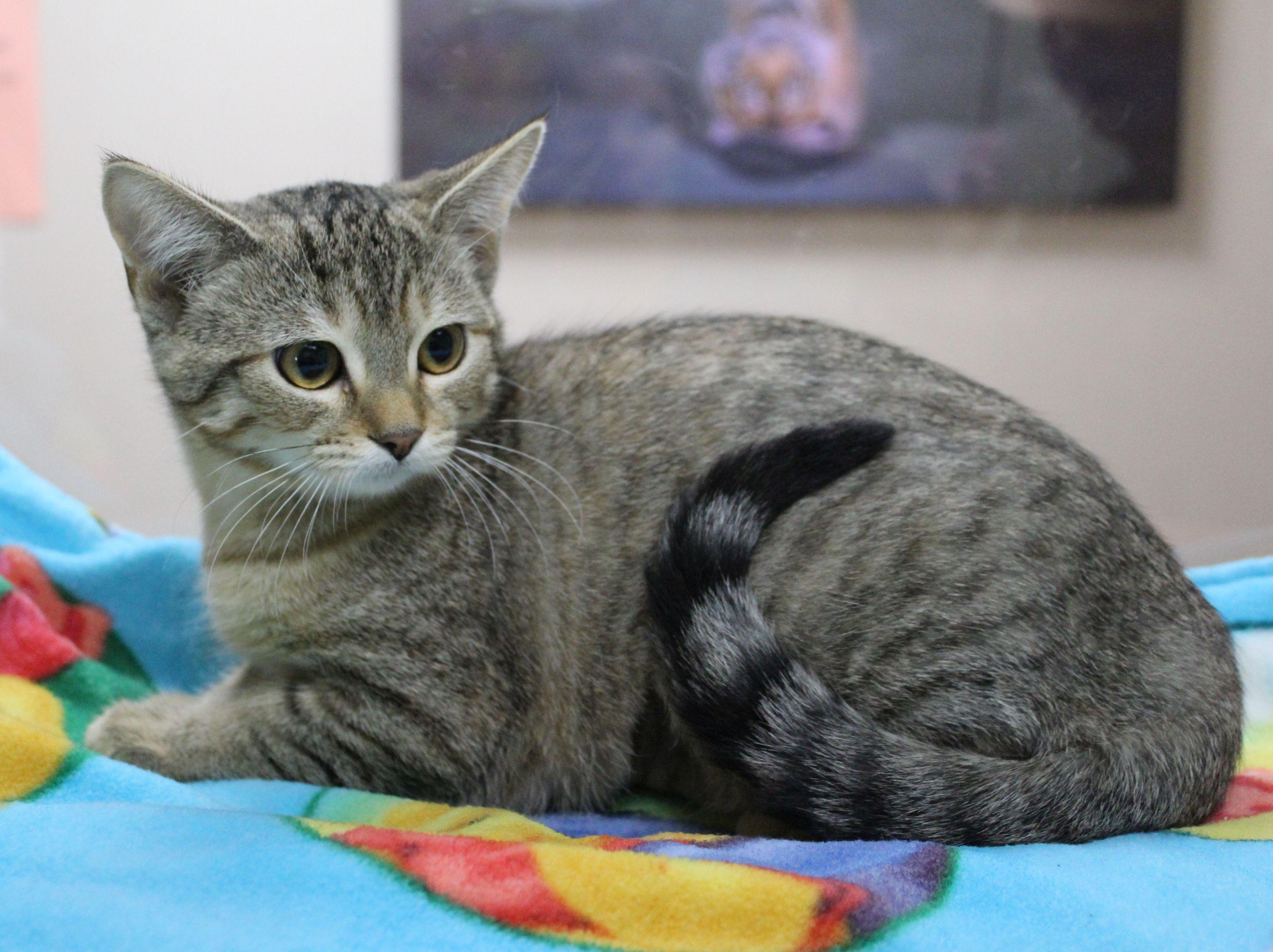 Enlarge Rainbow, a Adoptable Domestic Short Hair in Portage, WI image 3/3