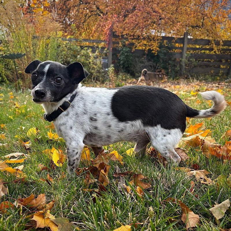 Beetle (WA), a Adoptable Rat Terrier in Atlanta, GA image 1/3
