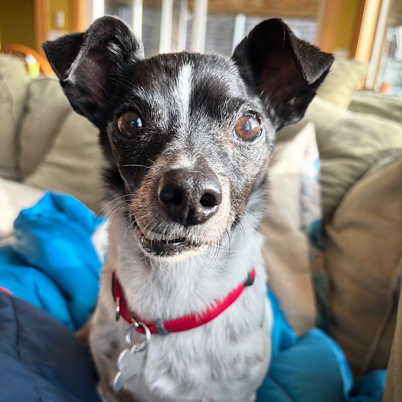 Beetle (WA), a Adoptable Rat Terrier in Atlanta, GA image 2/3