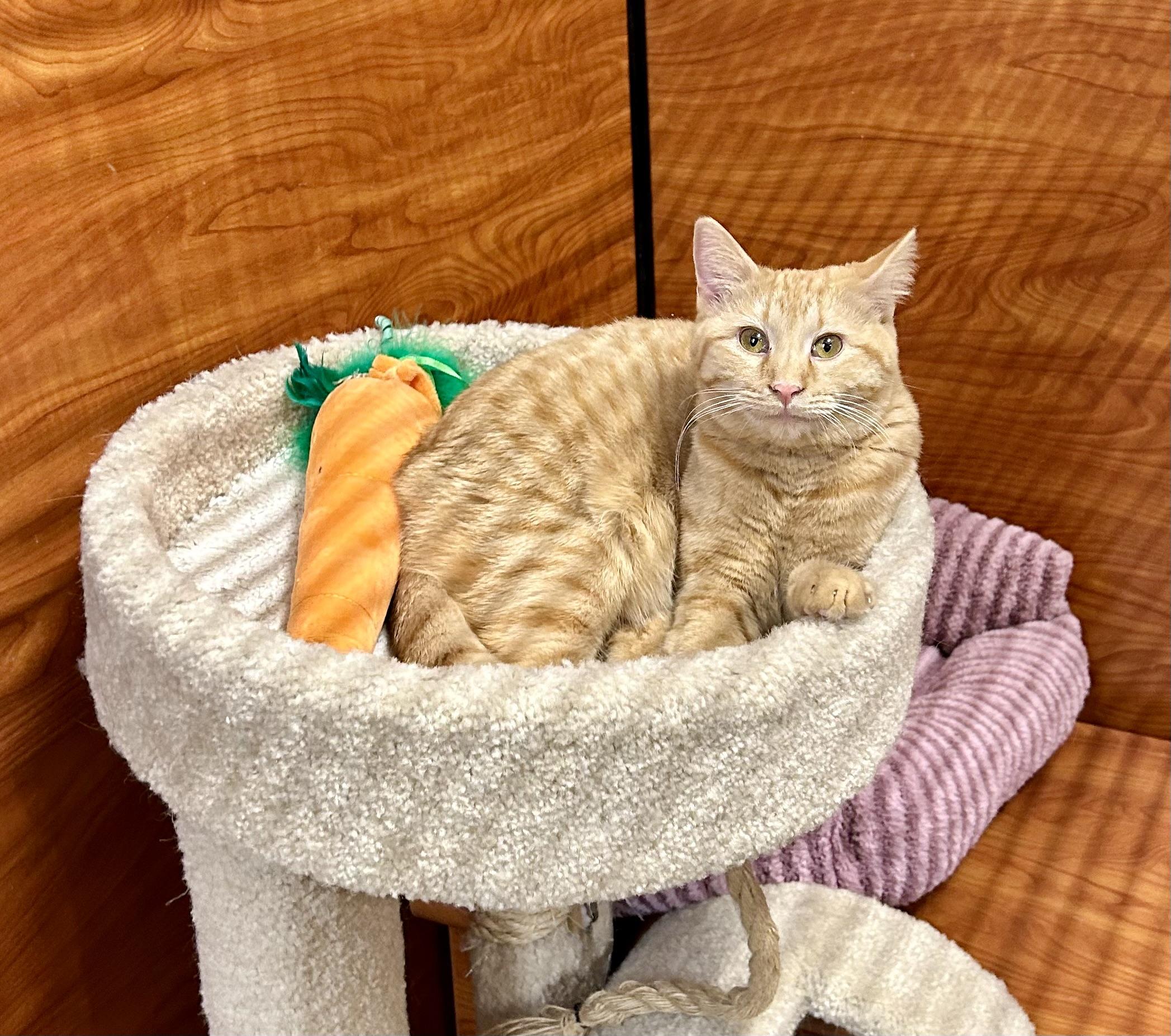 Enlarge Moon, a ADOPTABLE Domestic Short Hair in Vernon Hills, IL image 2/3