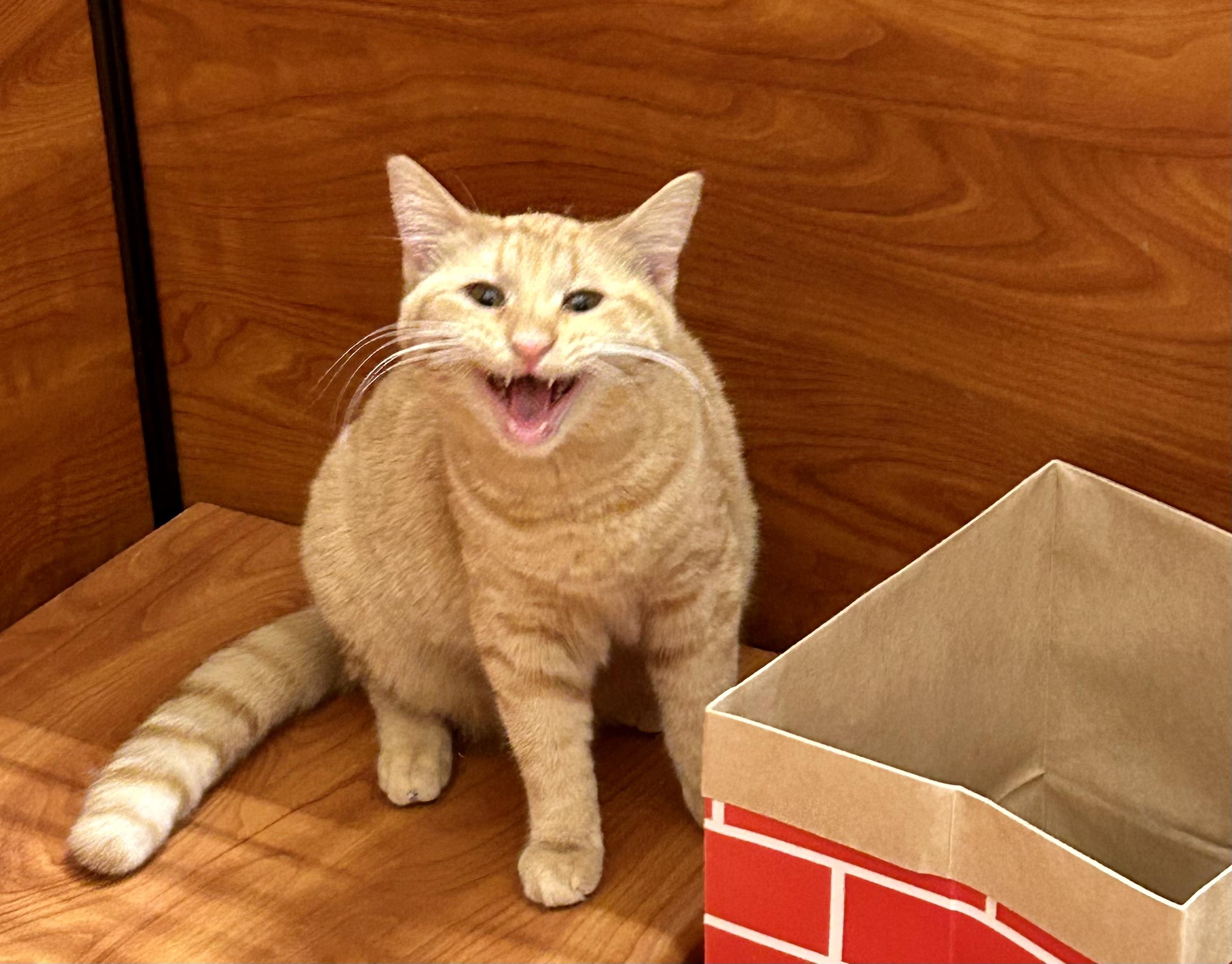 Enlarge Moon, a ADOPTABLE Domestic Short Hair in Vernon Hills, IL image 1/3