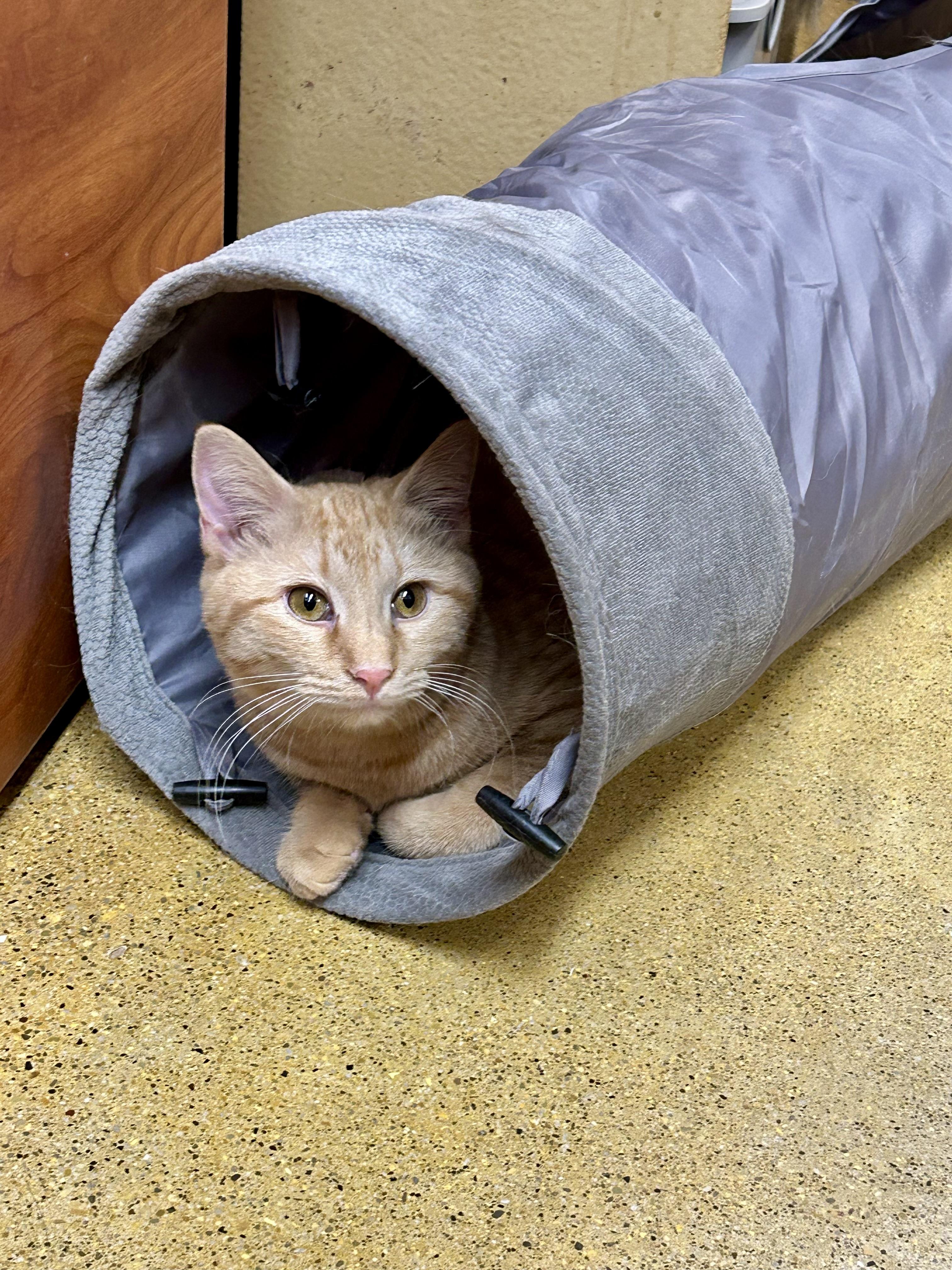 Enlarge Moon, a ADOPTABLE Domestic Short Hair in Vernon Hills, IL image 3/3