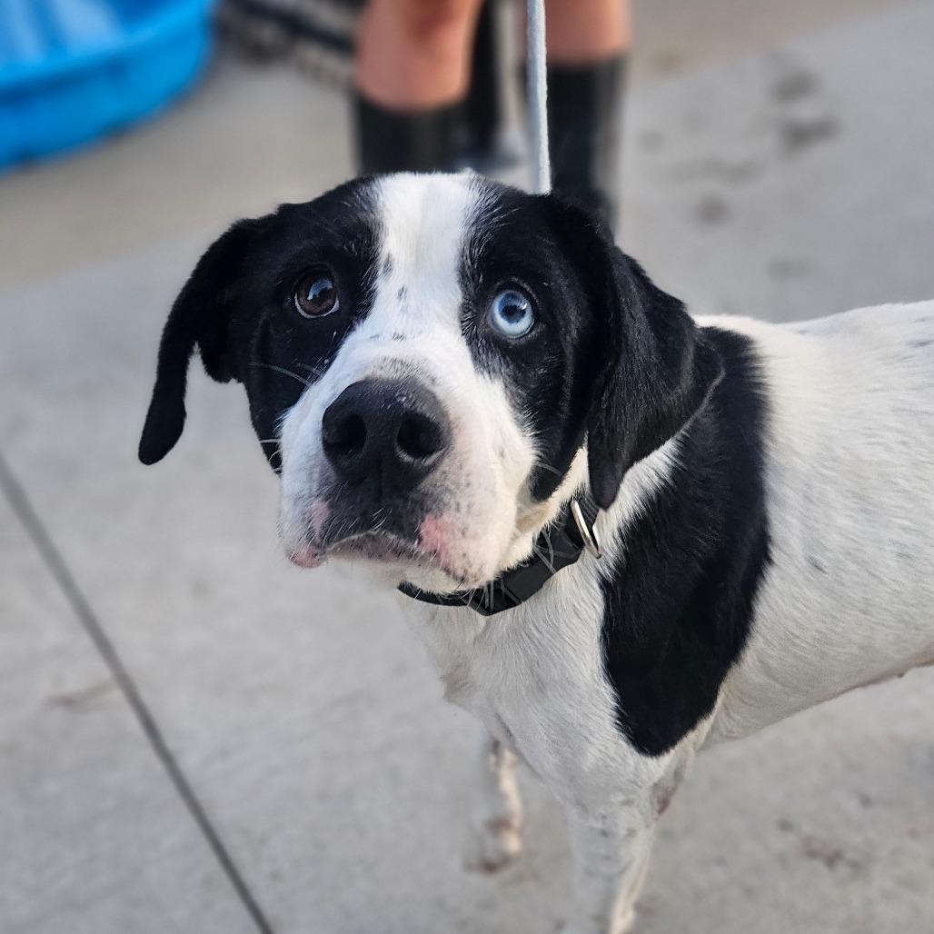 Mara, ADOPTABLE, Adult Female Border Collie & Australian Shepherd.