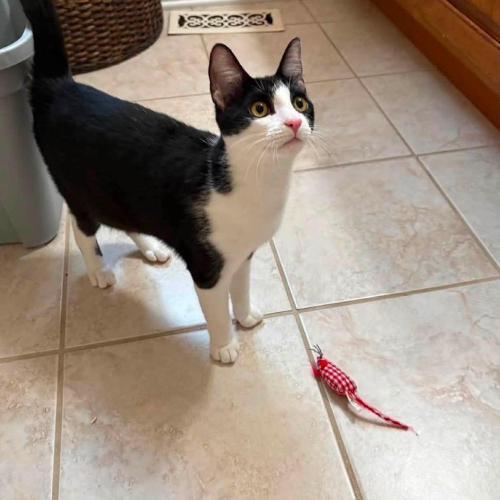 Enlarge Toast, a Adoptable Domestic Short Hair in Winchester, VA image 1/4