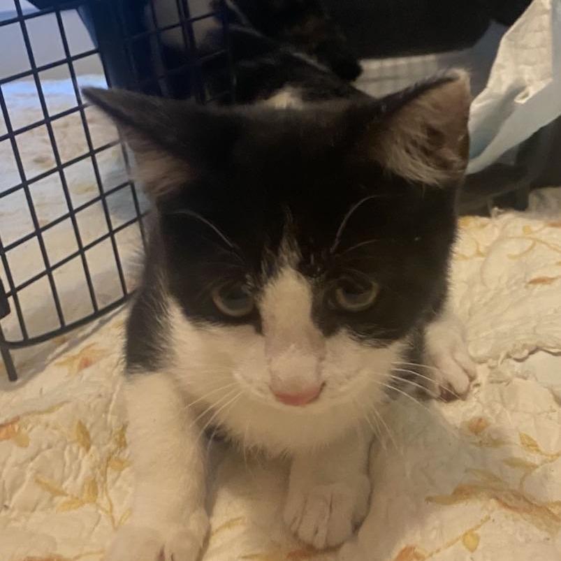 Enlarge Toast, a Adoptable Domestic Short Hair in Winchester, VA image 1/1