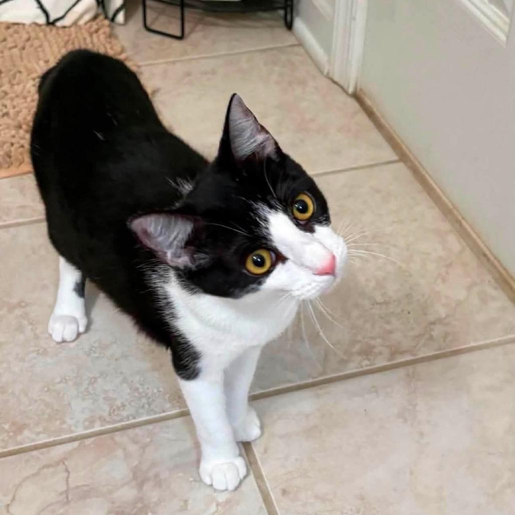 Enlarge Toast, a Adoptable Domestic Short Hair in Winchester, VA image 4/4