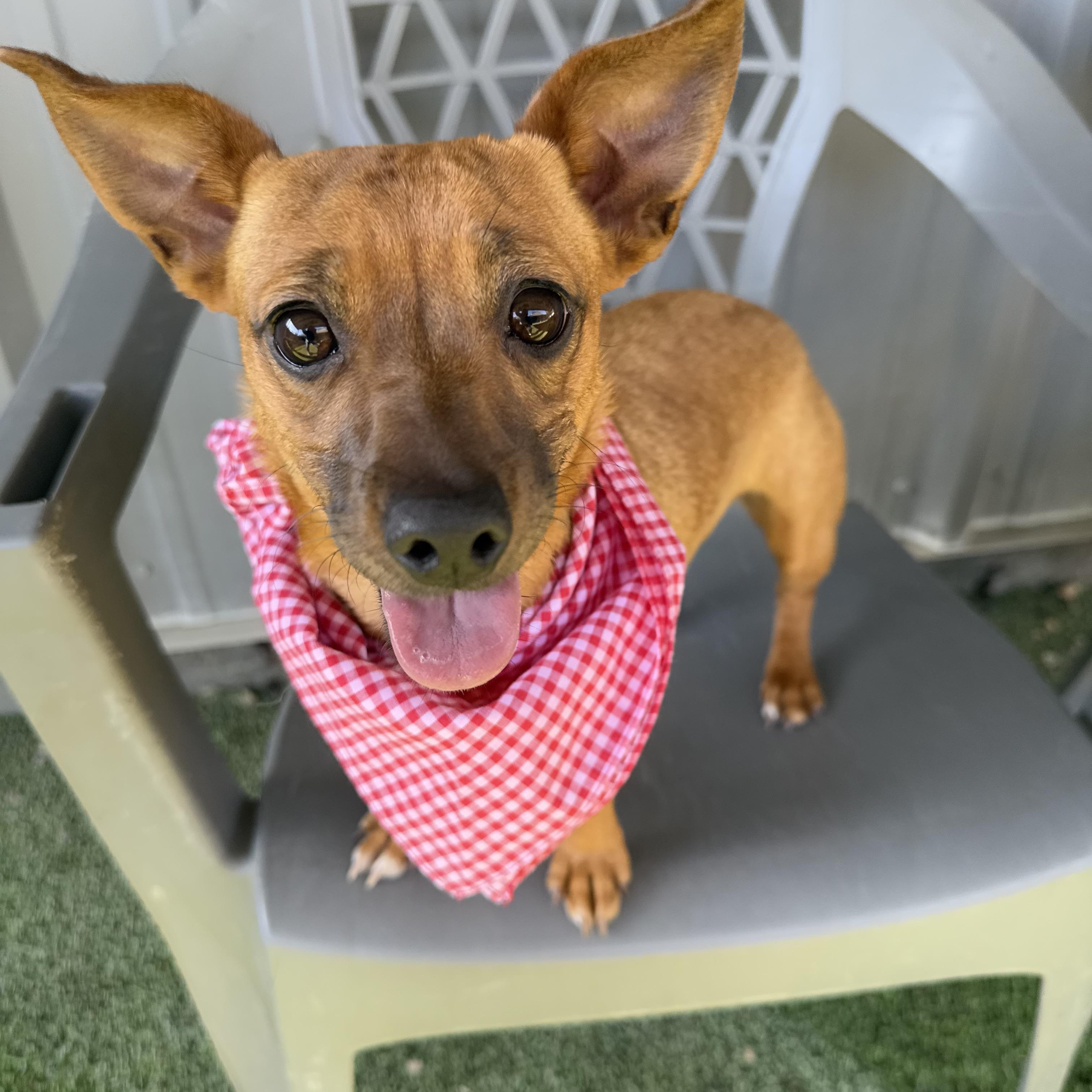 Peanut — thumbnail 3