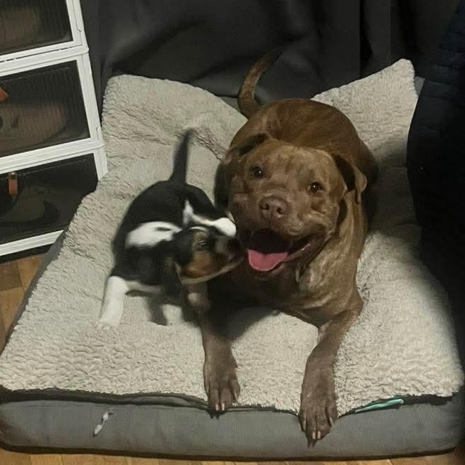 Enlarge Rocky , an adoptable Mixed Breed in East Peoria, IL image 2/6