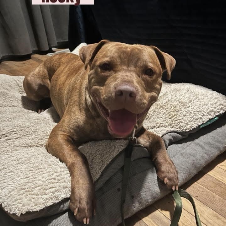 Enlarge Rocky , an adoptable Mixed Breed in East Peoria, IL image 5/6