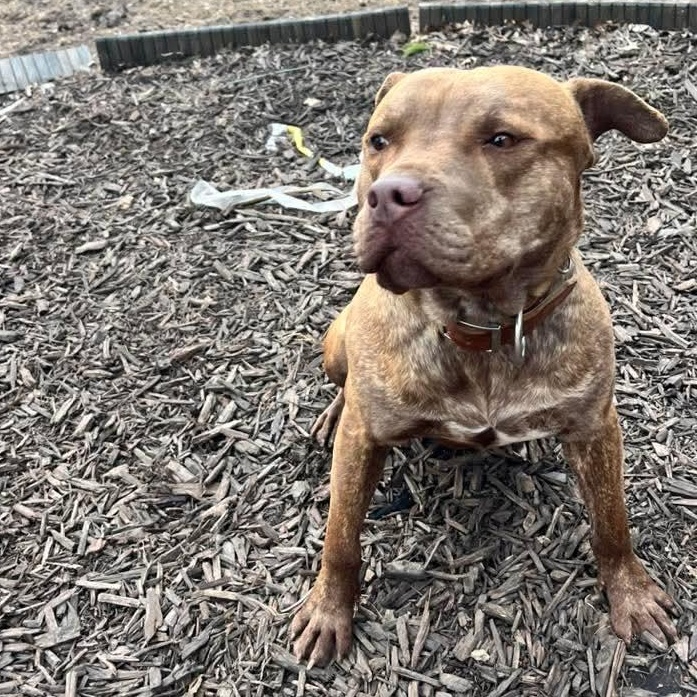 Enlarge Rocky , an adoptable Mixed Breed in East Peoria, IL image 4/6