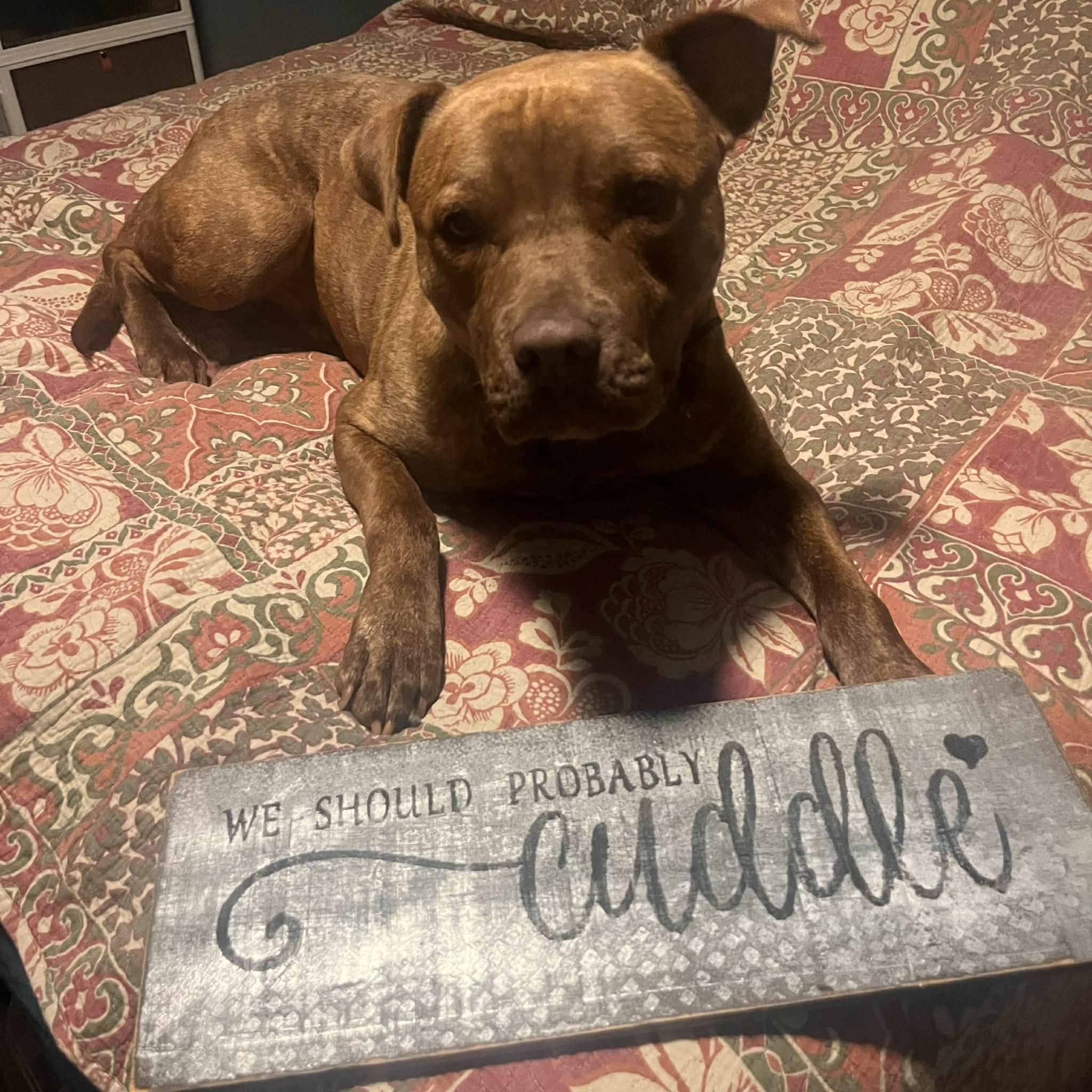 Rocky , adoptable, Young Male Mixed Breed.