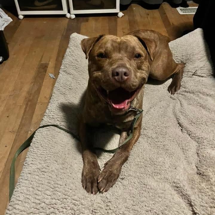 Enlarge Rocky , an adoptable Mixed Breed in East Peoria, IL image 1/6