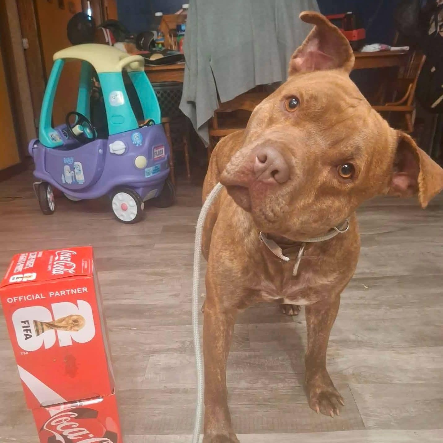 Enlarge Rocky , an adoptable Mixed Breed in East Peoria, IL image 3/6