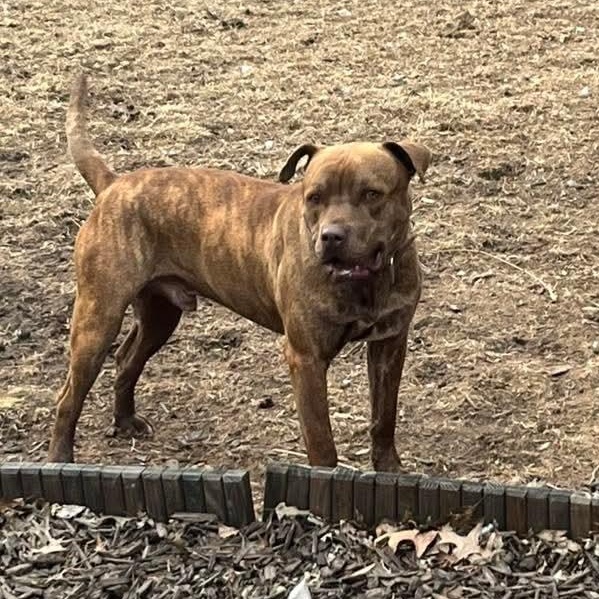 Enlarge Rocky , an adoptable Mixed Breed in East Peoria, IL image 6/6