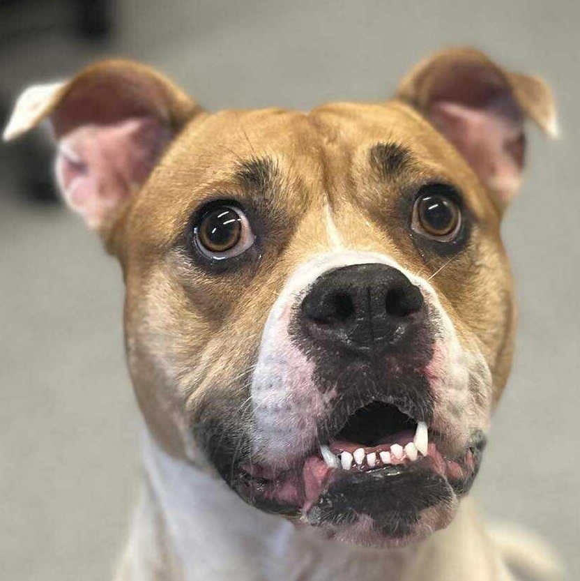 Luna, Adoptable, Adult Female Mixed Breed.