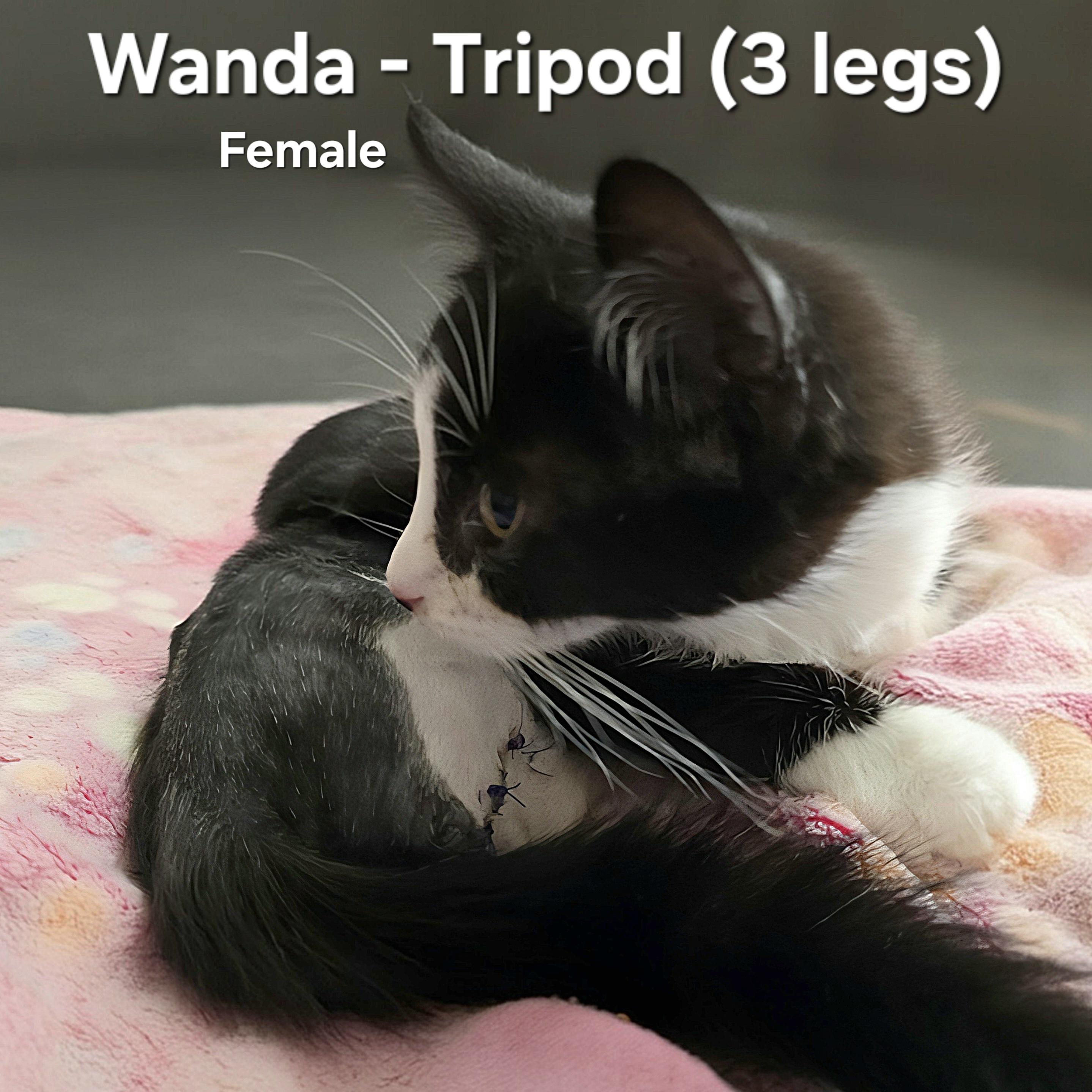 Wanda (tripod)