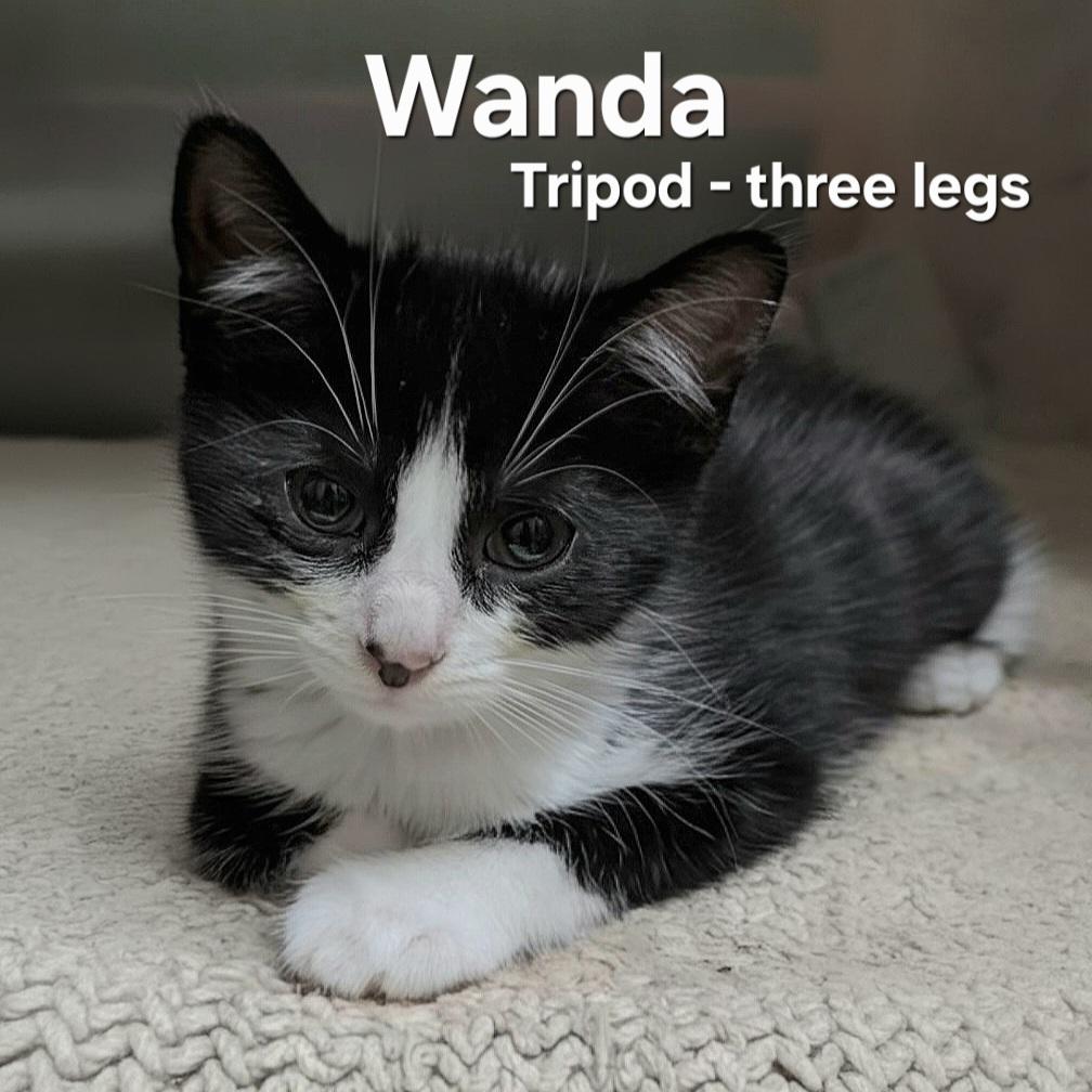 Wanda (tripod)