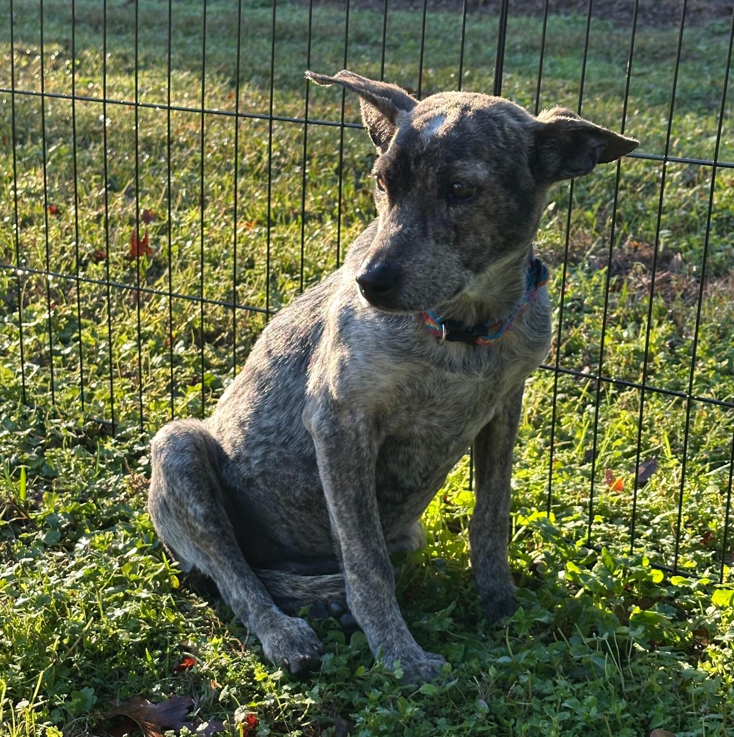 Enlarge Berry, a ADOPTABLE Mixed Breed in Salem, NH image 3/3