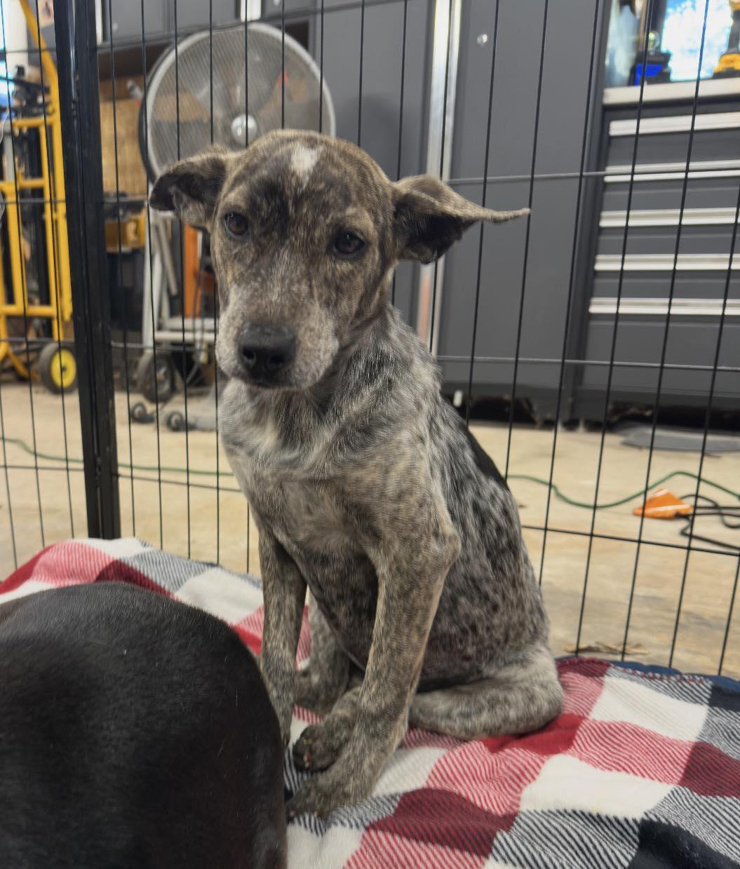 Enlarge Berry, a ADOPTABLE Mixed Breed in Salem, NH image 1/3