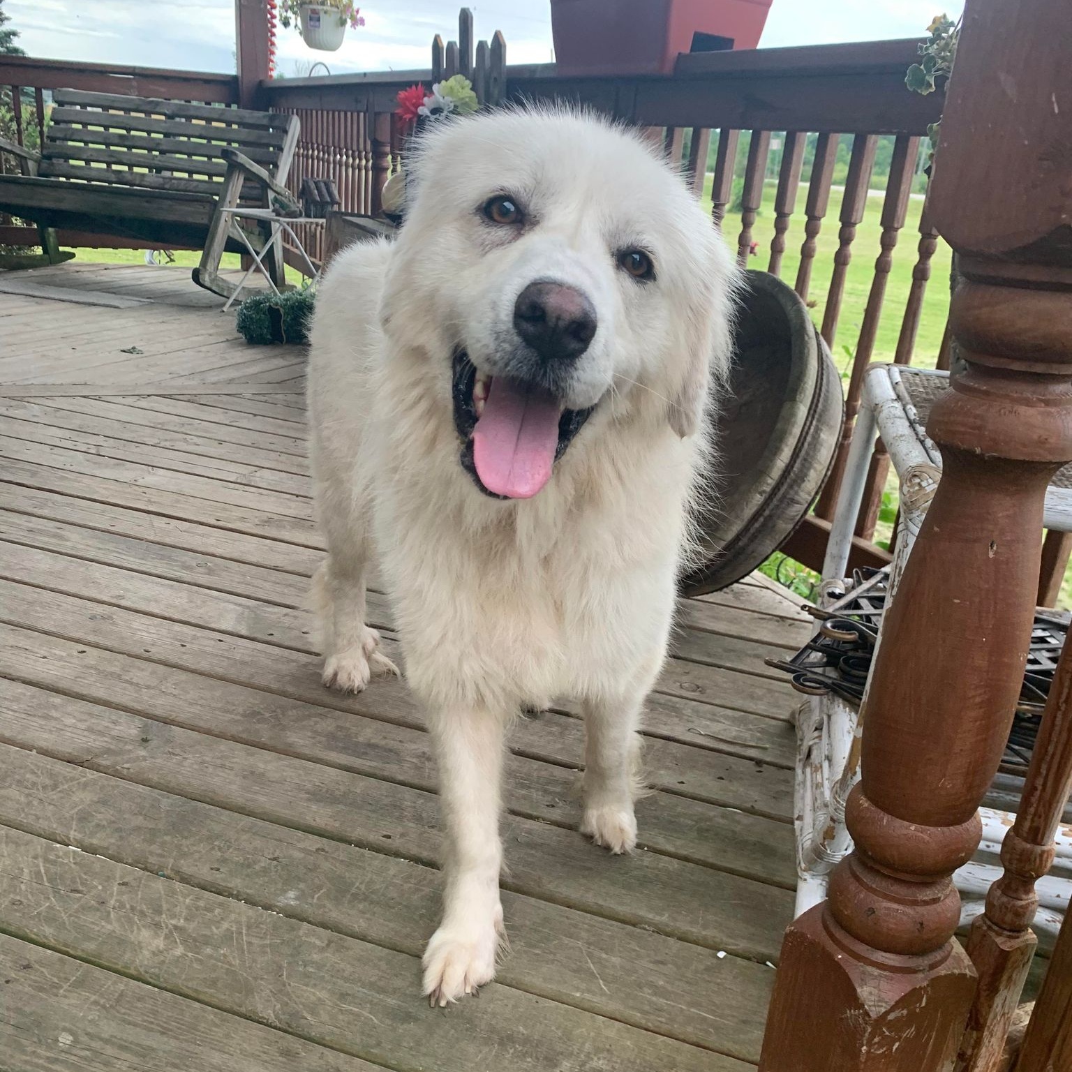 Snow, a Adoptable Great Pyrenees in Beaverton, MI image 2/6