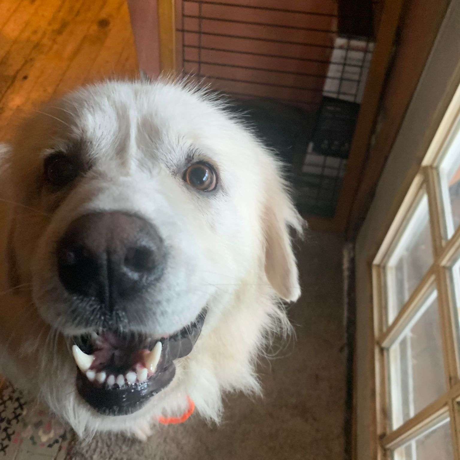 Snow, an adoptable Great Pyrenees in Beaverton, MI, 48612 | Photo Image 3