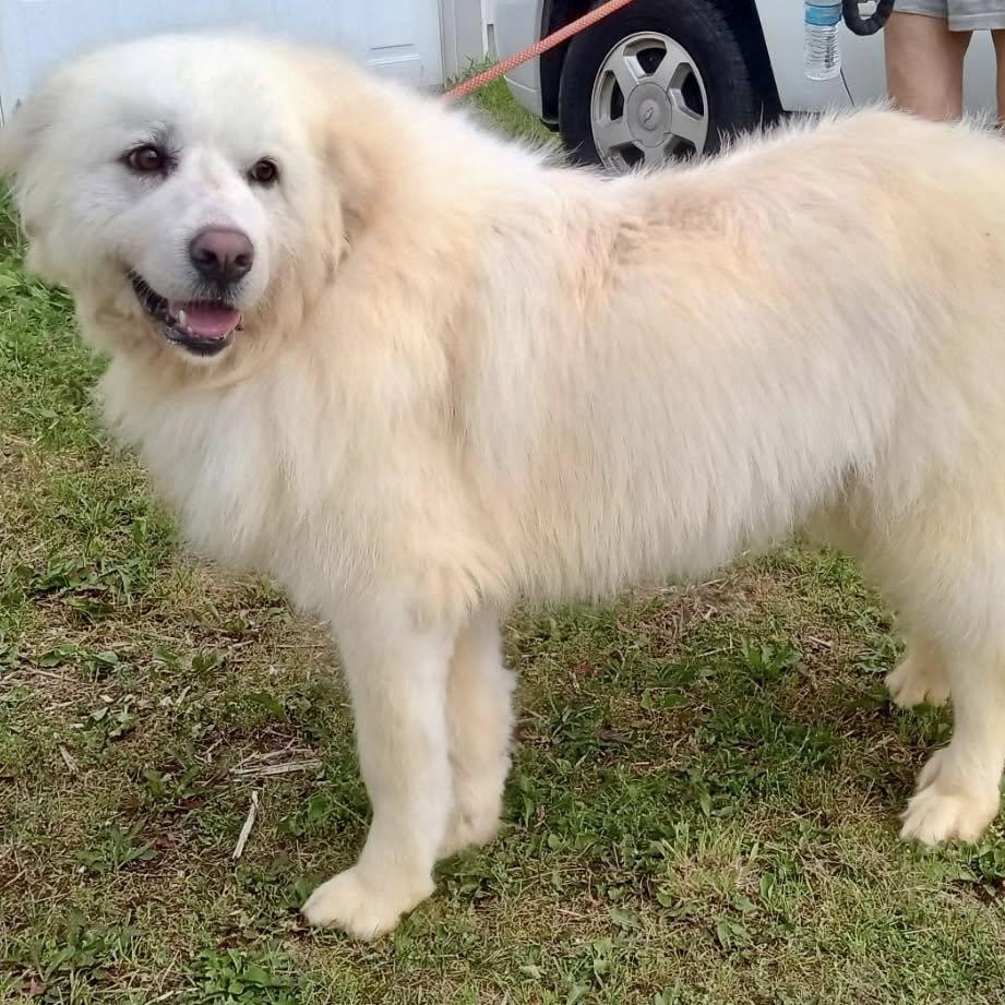 Snow, a Adoptable Great Pyrenees in Beaverton, MI image 5/6