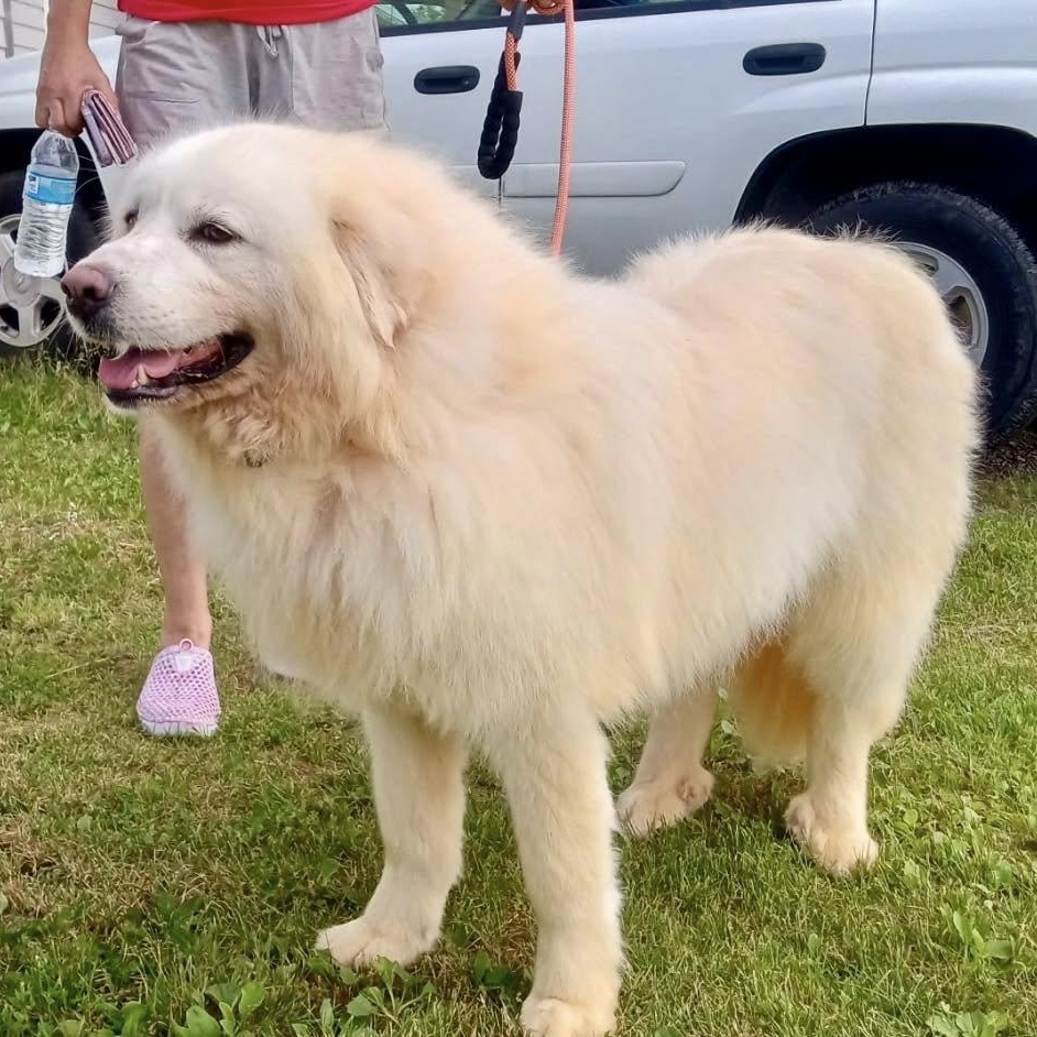 Snow, a Adoptable Great Pyrenees in Beaverton, MI image 1/6
