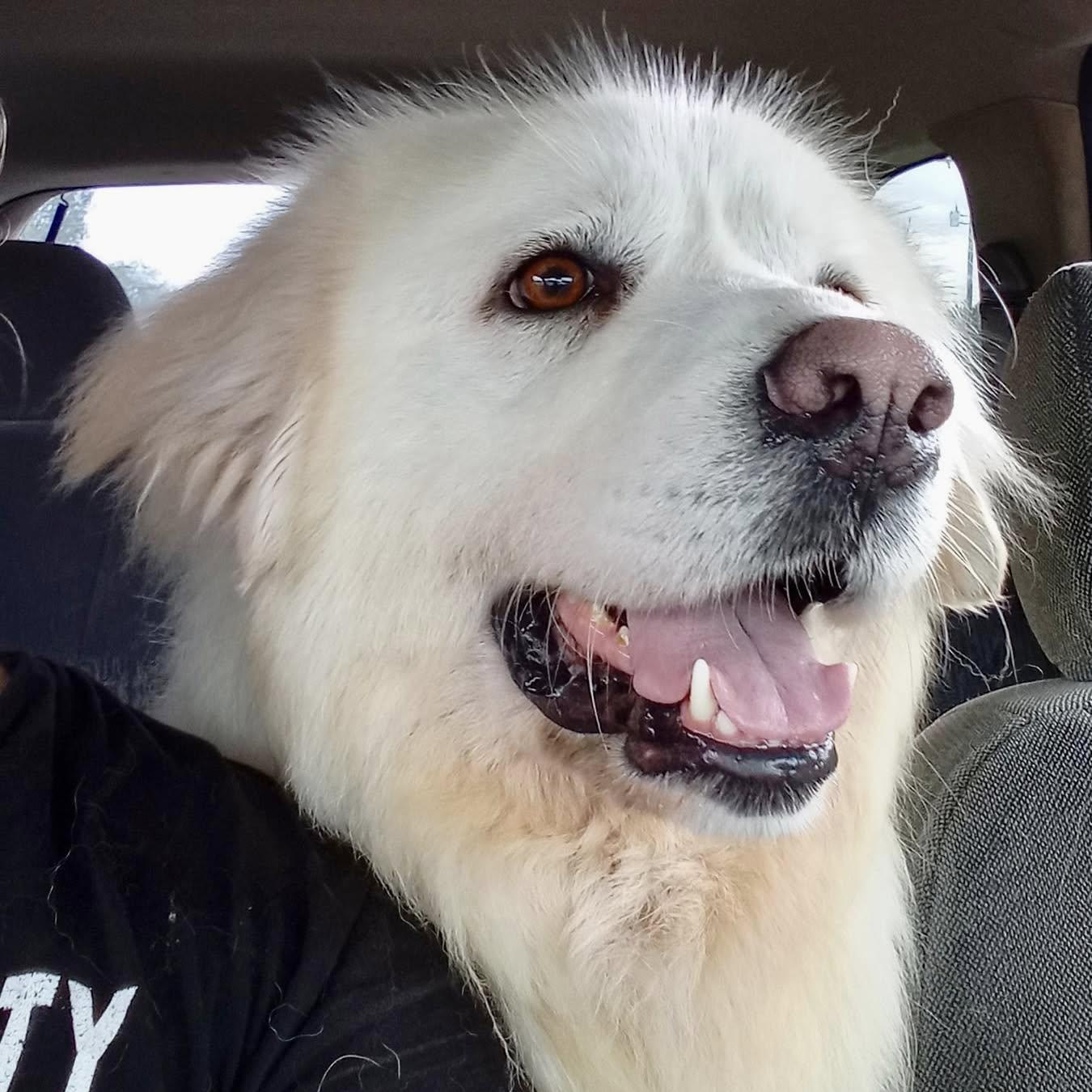 Snow, a Adoptable Great Pyrenees in Beaverton, MI image 6/6