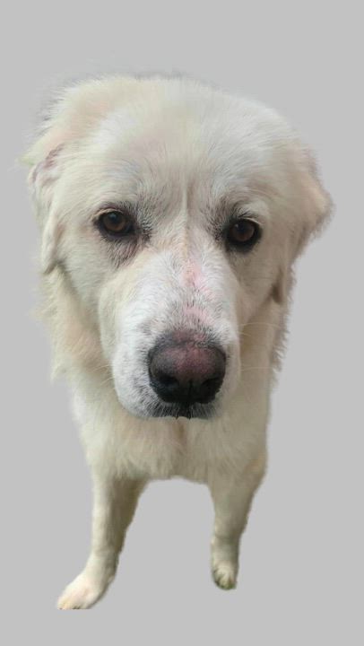 Enlarge Snow, a Adoptable Great Pyrenees in Beaverton, MI video 3/6