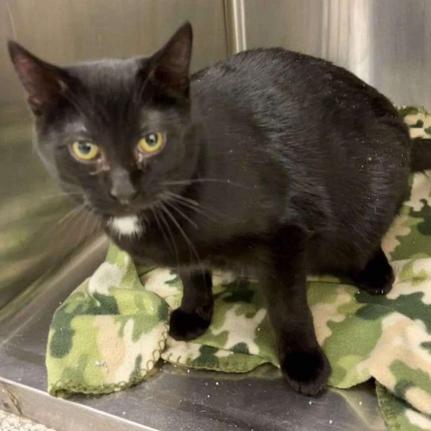 Chamomile, Adoptable, Adult Female Domestic Short Hair.