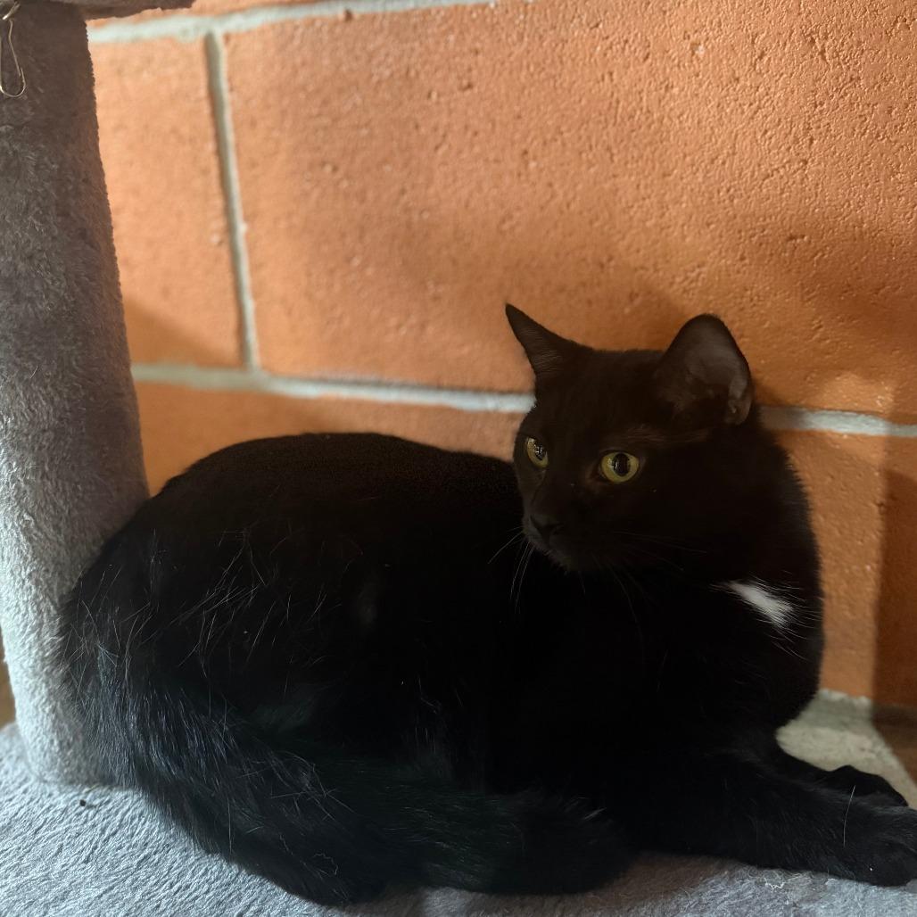 Enlarge Chamomile, a Adoptable Domestic Short Hair in Buffalo, MN image 2/3