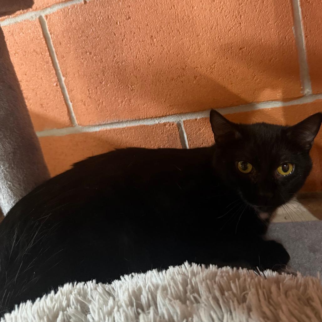 Enlarge Chamomile, a Adoptable Domestic Short Hair in Buffalo, MN image 3/3