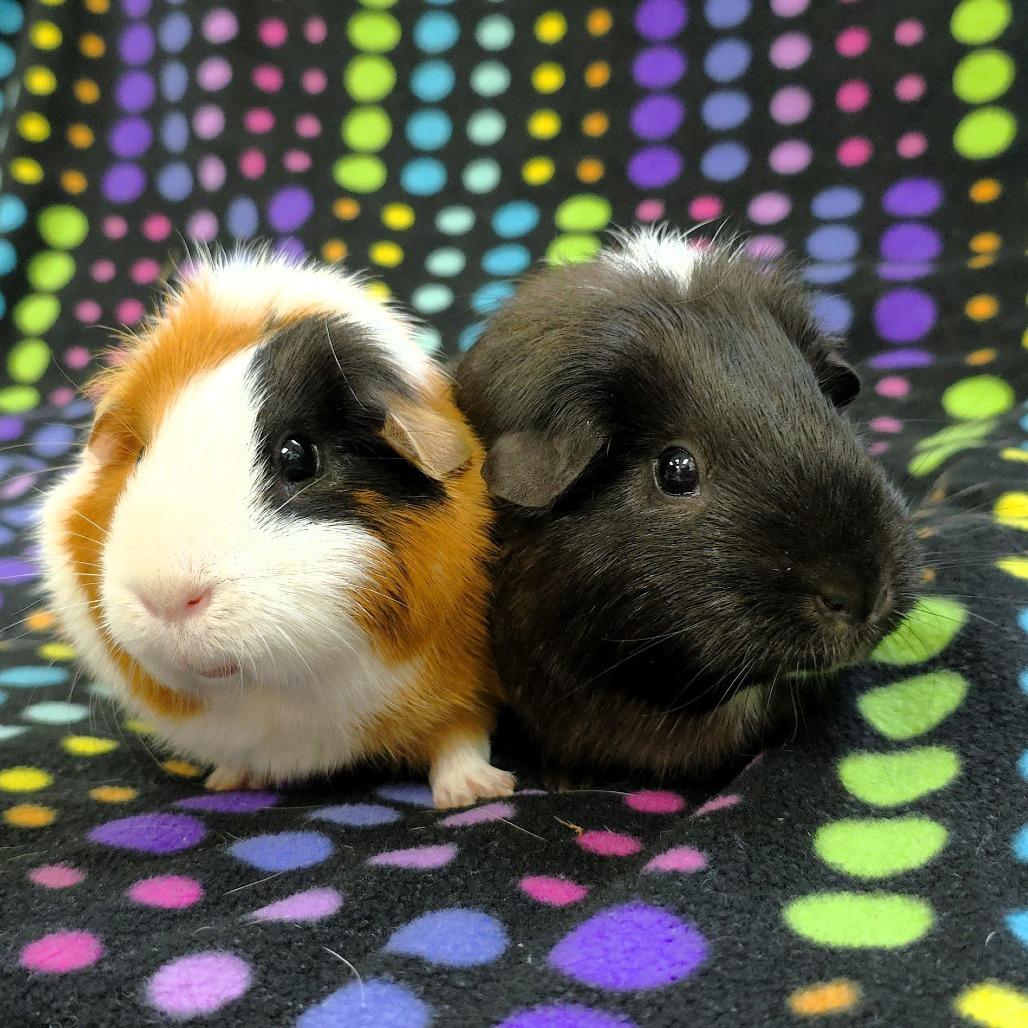 Enlarge Mia, a Adoptable Guinea Pig in Michigan City, IN image 1/5