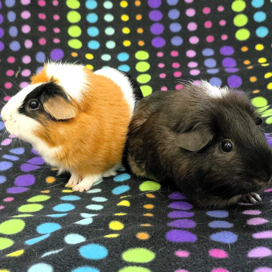 Enlarge Mia, a Adoptable Guinea Pig in Michigan City, IN image 2/5
