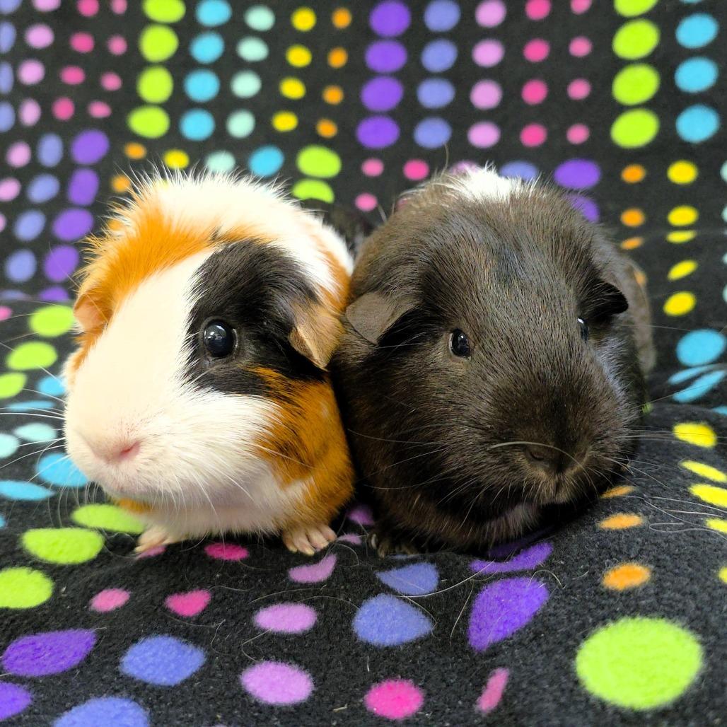Enlarge Mia, a Adoptable Guinea Pig in Michigan City, IN image 3/5