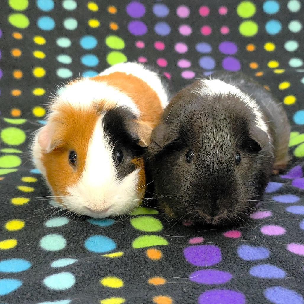 Enlarge Mia, a Adoptable Guinea Pig in Michigan City, IN image 4/5