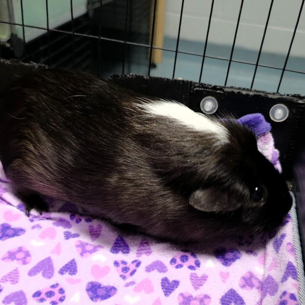Enlarge Mia, a Adoptable Guinea Pig in Michigan City, IN image 5/5
