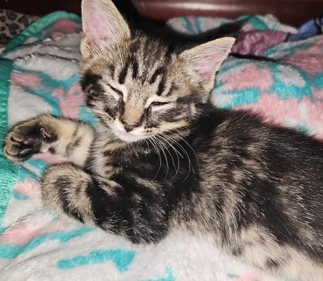 Lark, Adopted, Kitten Female Tiger.