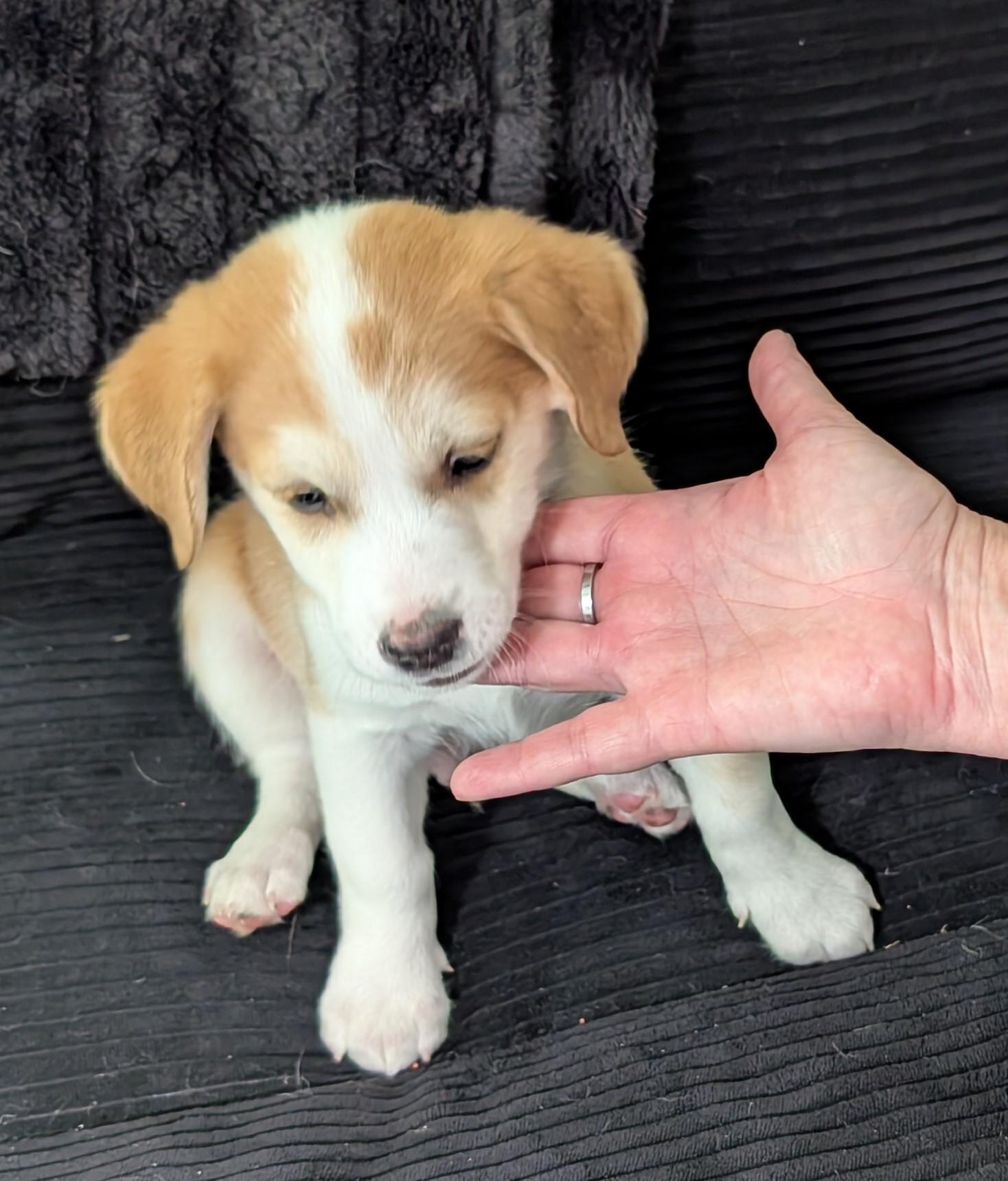 Caramel - PUPPY, ADOPTABLE, Puppy Male Chihuahua.